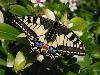 miniature Machaon