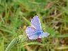 miniature Polyommatus-icarus