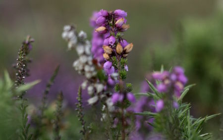 Fleurs violettes de Bruyre Cendre