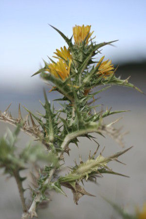 Fleurs jaunes de Chardon d'Espagne