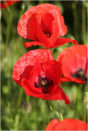 gros plan de coquelicots