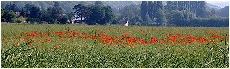 champ de coquelicots