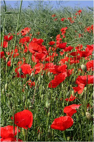 massif de coquelicots