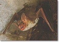 myotis myotis, belles dents non ?..., © arthaud