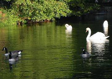 oies bernaches et cygnes sur l'Iton