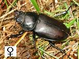 lucanus cervus femelle