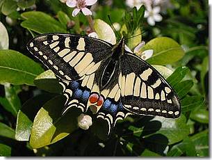 Photo d'un papilio Machaon