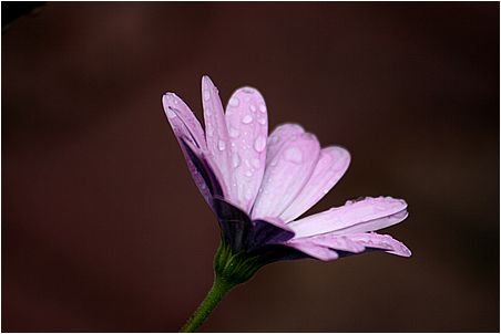 fleur mauve recouverte de gouttes de pluie