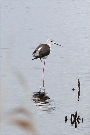 oiseau échassier dans un étang