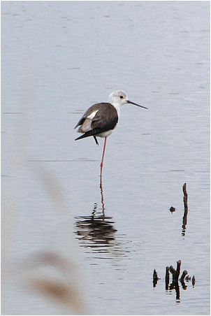 oiseau chassier dans un tang