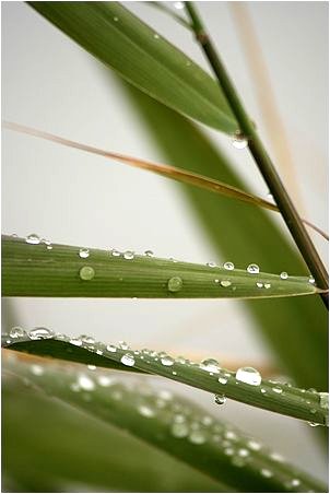 Gouttes de pluie sur des feuilles de jonc