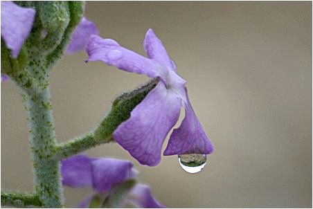 goutte d'eau sur le bord d'une ptale de fleur mauve