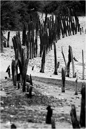 alignement de poteaux plants dans le sable