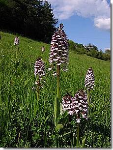 photo d'orchis pourpre  flancs de coteaux