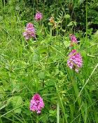 orchis pyramidales