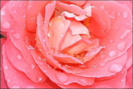 coeur de rose perl de pluie