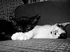 Le chat Eclipse et un copain de passage