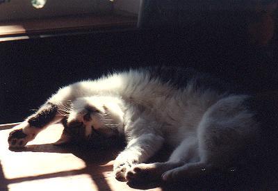 fushine dort au soleil