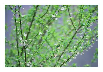 printemps
