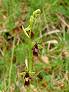 ophrys mouche