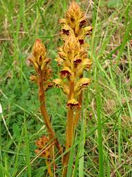 Orobanche gracilis