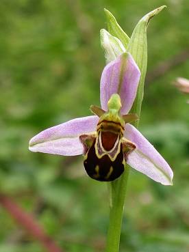 Ophrys abeille