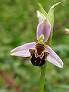 ophrys abeille