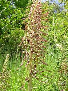 Orchis Bouc