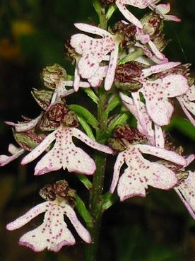 orchis pourpre