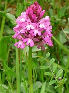 Orchis Pyramidal