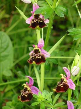 Ophrys frelon