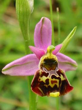 ophrys frelon