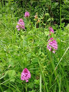 orchis pyramidale