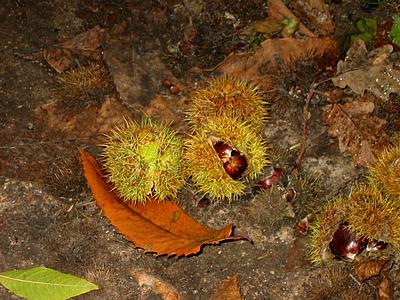 Couleurs d'automne