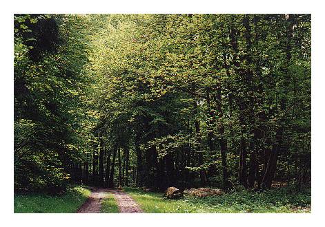 Chemin forestier