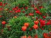 100_giverny0036.jpg