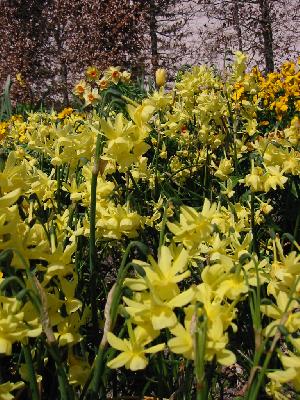 Fleurs jaunes