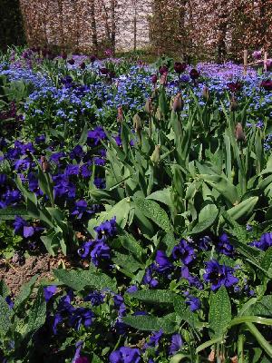 Fleurs bleues