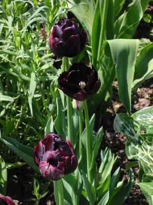 Tulipes noire