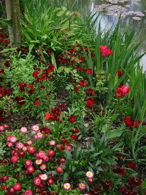 fleurs rouges