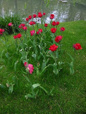 Tulipes rouges