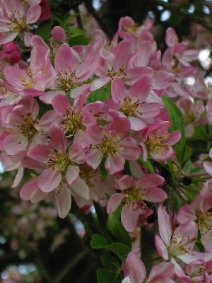 Fleurs de pommier