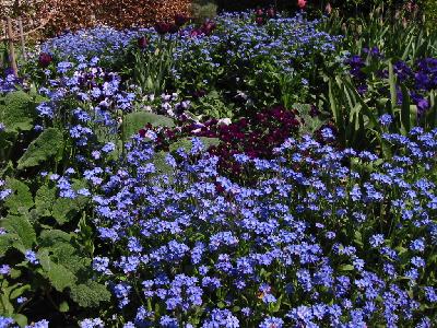 Fleurs bleues