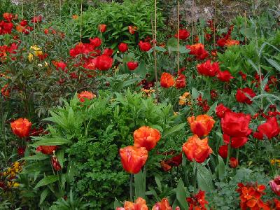 Parterre de tulipes