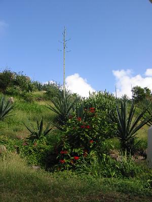 Plantes locales