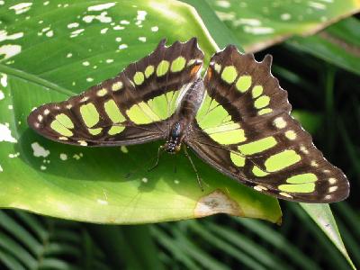 papillon vert