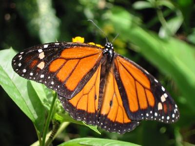 papillon orange