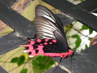 papillon noir et rose