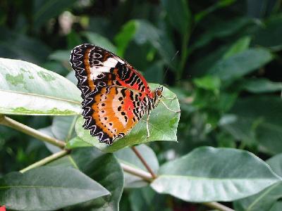 papillon orange et noir