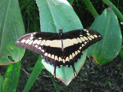 papillon noir